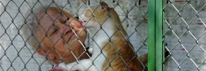 Cuidadoras de cães e gatos se sacrificam para manter animais