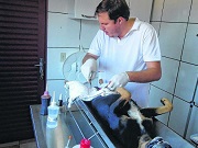 Borebi (SP) faz castração de 150 animais