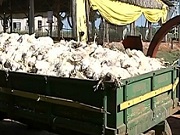 Falta de energia provoca a morte de 12 mil frangos em Cesário Lange (SP)