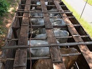 Animal morre em Marília (SP) por desidratação em caminhão abandonado com 20 bois
