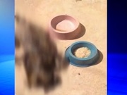 Cachorro é encontrado enforcado e pendurado em varal de Marília, SP; vídeo