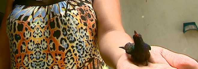 Mulher adota filhote de beija-flor com dificuldades para voar em São Carlos, SP