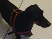 Cães morrem envenenados em hotel pet em bairro nobre de SP