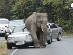 Ataques de elefantes contra veículos preocupa a Tailândia; veja o vídeo