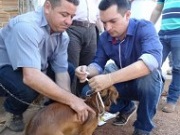 Secretaria de Saúde inicia a segunda etapa do encoleiramento de cães em Gurupi (TO)