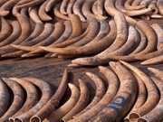Projeto de lei da Califórnia tenta acabar com o mercado ilegal do marfim