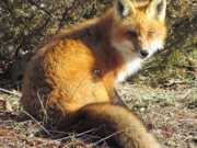 ‘Concurso de caça nos EUA é imoral e deve ser proibido’, diz grupo de direitos animais