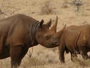 África do Sul: 2014 foi o ano em que se caçaram mais rinocerontes