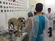 Testemunha ocular revela detalhes de descarte de animais no Neafa no Maceió, AL