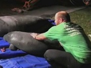 Dezenove peixes-bois são resgatados em bueiro nos EUA