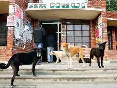 Índia: Após petições, Tribunal promete reavaliar leis que permitem exterminar cães ‘que incomodam’