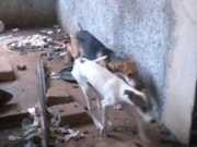 Homem é preso por deixar cães passarem fome em Lavras, MG