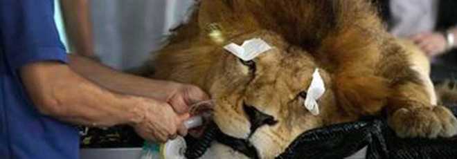 Veterinários curam os dentes de leões que são maltratados em circos