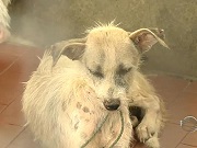 Cães com suspeita de calazar são abandonados em Teresina, PI