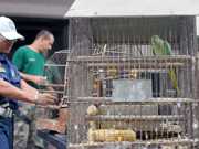 75 pássaros que viviam em cativeiro são apreendidos em Barra Mansa, RJ