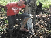 Preso após matar cadela e pendurar corpo em árvore em Itaboraí, RJ
