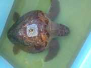 Após receber chip no casco, tartaruga é devolvida ao mar em Rio Grande, RS