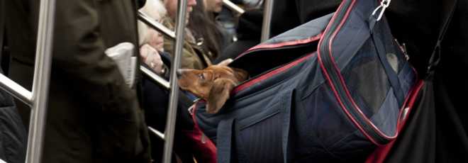 Câmara de São Paulo aprova projeto que autoriza animais em ônibus