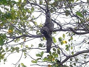 Bicho-preguiça é devolvido à natureza após ser resgatado no norte do TO
