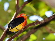 Fotógrafo registra 100 espécies de aves na área urbana de Palmas, TO
