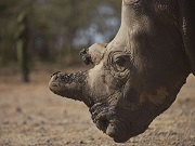 Última oportunidade para salvar os grandes da África da caça ilegal