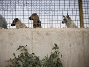Cães serão vacinados e equipados com GPS no Irã