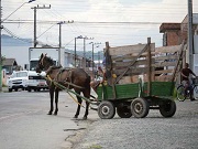 Projeto proíbe uso de veículos com tração animal em área urbana de Itajaí, SC