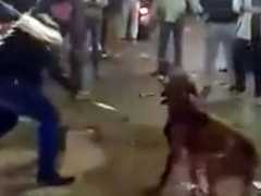 Homens são condenados a 3 anos de prisão no Egito por executar um cão