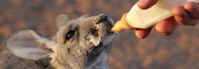 Filhotes de canguru em santuário da Austrália recebem carinho de seus cuidadores