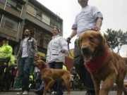 Procuradoria da Colômbia pede que três ministros pensem em estratégias para sensibilizar os cidadãos frente ao abuso animal