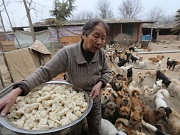 Cinco idosas alimentam mais de 1.300 cachorros por dia