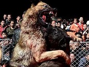 China: cães são forçados a lutar até a morte por ‘diversão’ em Festival de Primavera