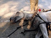Cavalo usado em passeios de zoológico morre na frente de visitantes