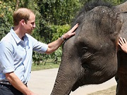 Visita de príncipe William a santuário de elefantes na China gera polêmica