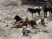 Espanha: Tramita na Assembleia de Madrid iniciativa legislativa popular contra extermínio de animais abandonados