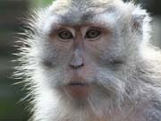 Você sabia que existem planos para a construção de um local secreto para a reprodução de macacos na Flórida?