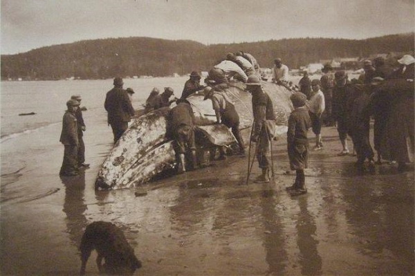 A tribo indígena Makah de Washington (EUA) poderá em breve caçar baleias cinzentas