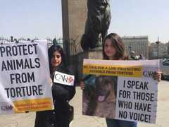 Cairo tem manifestações por leis mais rigorosas de proteção aos animais