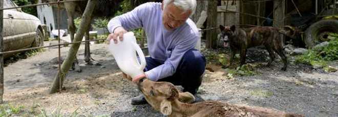 Fukushima: Japonês entrega-se à radiação para salvar animais esquecidos