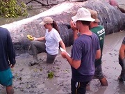 Pesquisadores realizam necropsia de baleia no Maranhão