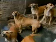 Mulher que cuida de 24 animais em garagem pede ajuda para doar cães