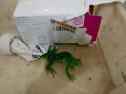 Iguana é encontrada pelos Correios amarrada dentro de caixa em MG
