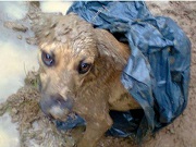 Cadela ‘resgata’ filhote jogado em riacho dentro de saco em Poços de Caldas, MG