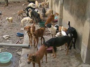 No Recife (PE) idosa é despejada e deixa quase 80 cachorros no imóvel