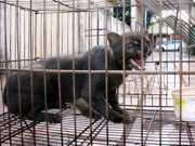 Força Verde resgata gato selvagem no PR