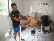 Cães e gatos podem ser inscritos para castração gratuita, em Arujá, SP