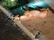 Mulher é acusada de matar cão a facadas em Bauru, SP
