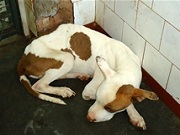 MP vai investigar extermínio de cães e gatos em São José do Rio Preto, SP