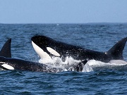 Organização pró animais rebate novos comerciais do Sea World