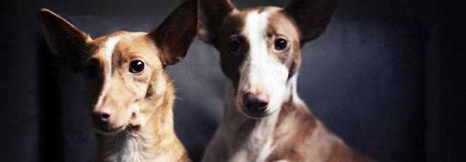 ‘Eu fotografo cães de tutores que os torturavam por performance ruim na caça’